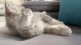 sweet kitten british cat plays