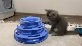 sweet kitten british cat plays