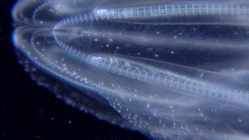 Invasive jellyfish ctenophora (Mnemiopsis leidyi), Black Sea Royalty-Free Stock Footage #1106803577