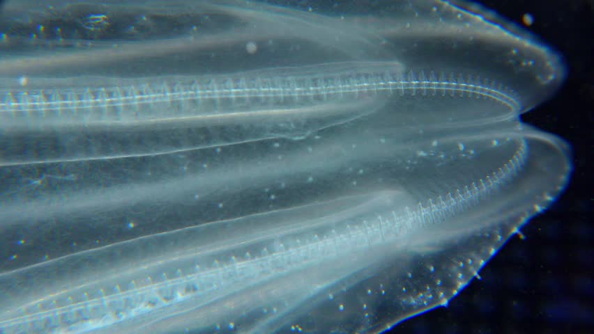 Invasive jellyfish ctenophora (Mnemiopsis leidyi), Black Sea Royalty-Free Stock Footage #1106803579