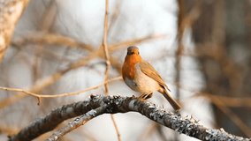 Closeup of Robin singing during beautiful sunset in Estonia boreal forest, Northern Europe - Powered by Shutterstock - Get 15% off with code: PIKWIZARD15