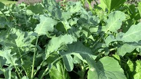 Vegetables with large leaves grows in the garden. In a sunny day. For video presentation, advertising.	