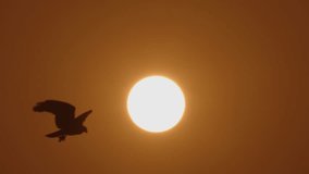 Beautiful silhouette of an eagle bird flying in slow motion against the background of a solar disk on the horizon. Freedom concept - Powered by Shutterstock - Get 15% off with code: PIKWIZARD15
