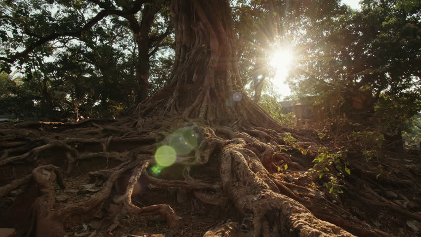 Powerful long roots around a large tree at dawn illuminated by the morning sun breaking through the branches. Mystical mysterious landscape with a dense tree. Concept of old mystical tree