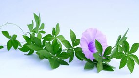 Isolated Morning Glory with vines and leaves on a white background. HQ footage for advertisement and project.