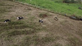 The drone view of cattle farm in Baturaden, Central Java, Indonesia. This video was taken on July 30, 2023 by a professional. This aerial video contains a beautiful cattle farm in tropical