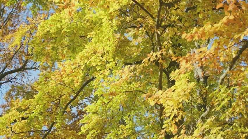 Autumn forest, many yellow and red leaves on the trees.