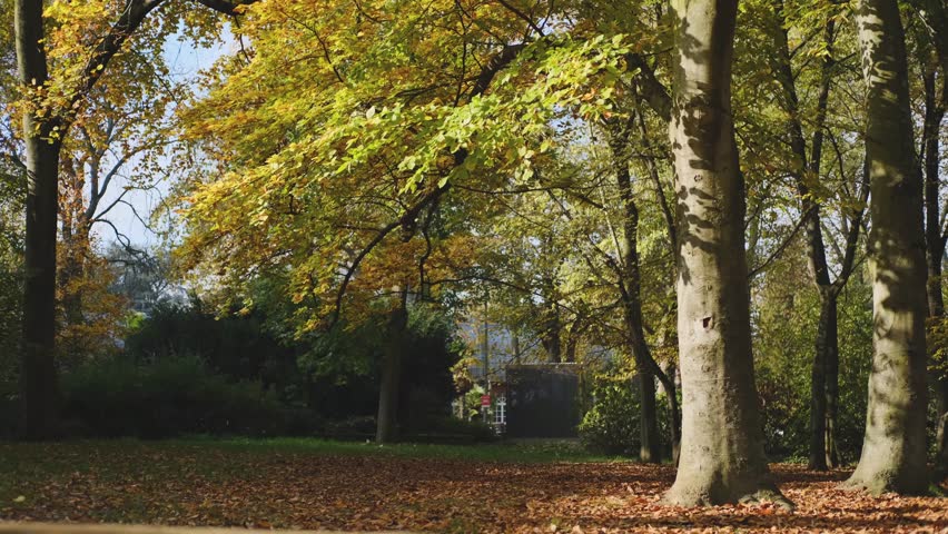 Autumn forest, many yellow and red leaves on the trees.