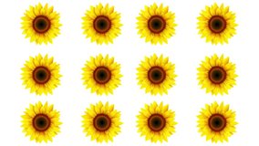 sunflowers blooming and rotating on a white background. The yellow petals open up gradually, revealing the brown center of the flower. The sunflower rotates slowly, showing its beauty
