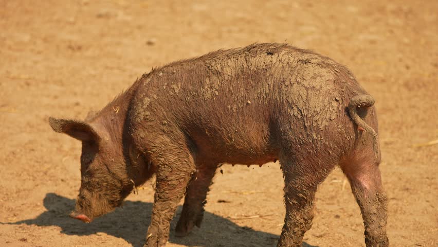 Pig in the dirt at open farm slow motion, Feeding animals farm attraction for tourists, summer leisure and entertainment. Slow motion.