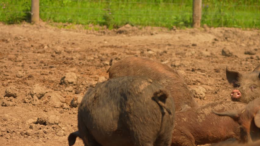 Pigs in the dirt at open farm slow motion, hot summer evening. Hilarious dirty hogs in ranch mud. Domestic pigs livestock at free range. Animals portrait in slow motion. Livestock agriculture Royalty-Free Stock Footage #1106809683