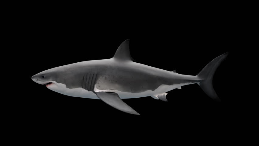 A great white shark with transparent background that is a seamless loop. Could also be used as a megalodon animation. 
Only the 4k version has the alpha channel. Use luma matte or green screen for HD