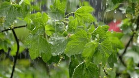 leaves plants rain free stock video