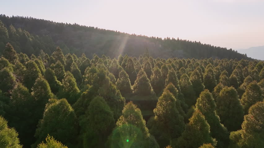 Save the planet earth day low CO2 emission. Aerial drone forest tree farm nature view in global care go green hope future concept. Net zero waste ESG ethical business reduce pollution greenhouse gas. Royalty-Free Stock Footage #1106819621