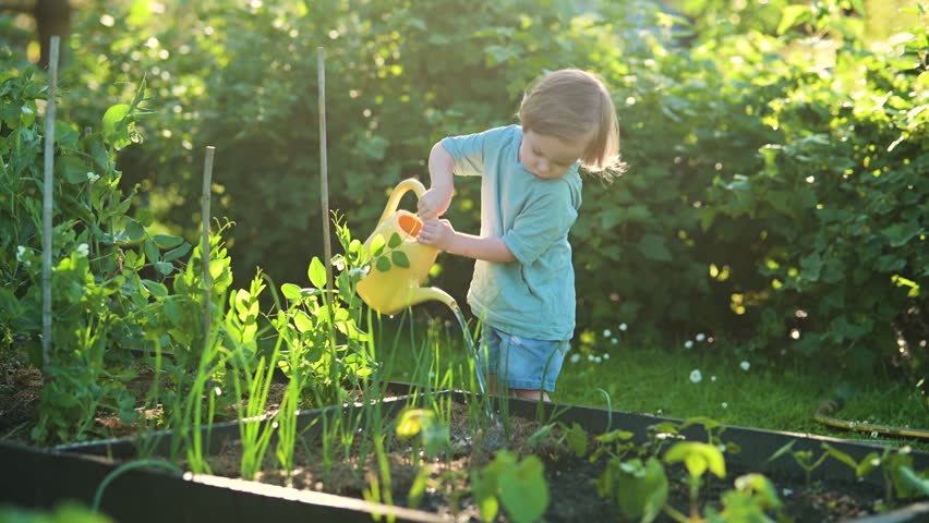 Cute blond little toddler with watering pot outdoors in the garden. Kid helping parents with gardening in the backyard in bright sunny summer day. Royalty-Free Stock Footage #1106822277