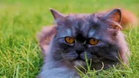 Cats concept. Cats and kittens. pet cat playing on grass, close up video of pet cat, cat playing,cats kitten's and pets concept, cat playing 