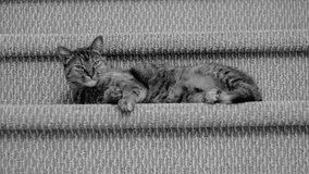 Black and white video of cat resting on carpeted stairs 