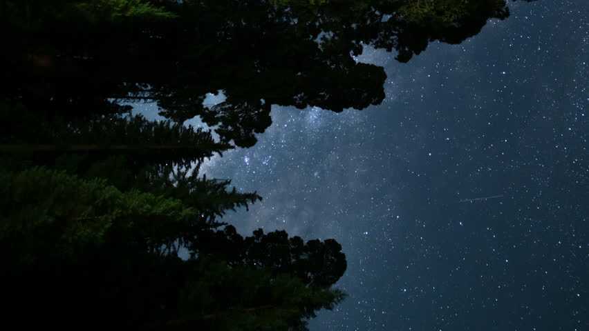 Sequoia Forest Star Trails Vertical Shot Milky Way Galaxy South Sky Grant Grove Sequoia and Kings Canyon National Park California USA Astrophotography Time Lapse