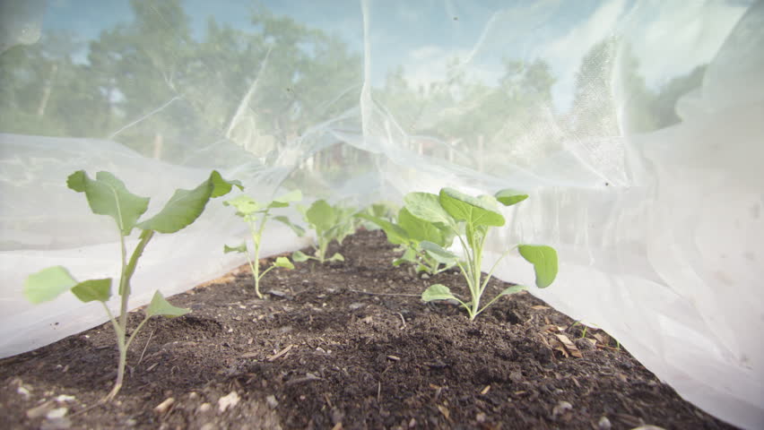 Young leafy green cabbage plants protected by netted grow tunnel. Slow slider Royalty-Free Stock Footage #1106830831