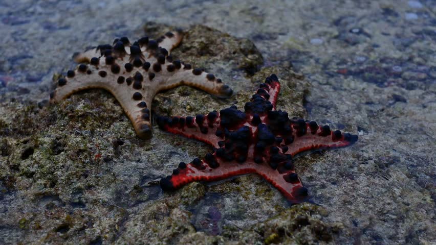 Starfish Protoreaster nodosus is a type of large starfish that can be found in Indo-Pacific waters. This species prefers sandy habitats such as sand flats or seagrass beds