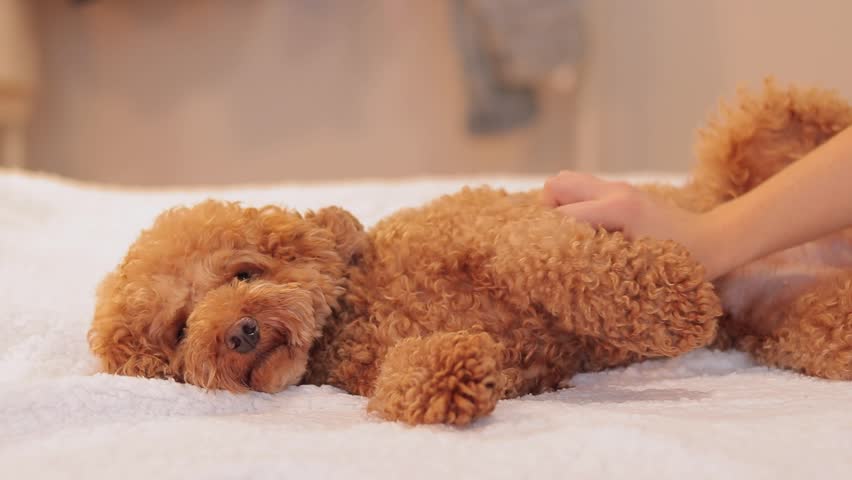 Maltipoo on the bed, pet. A woman