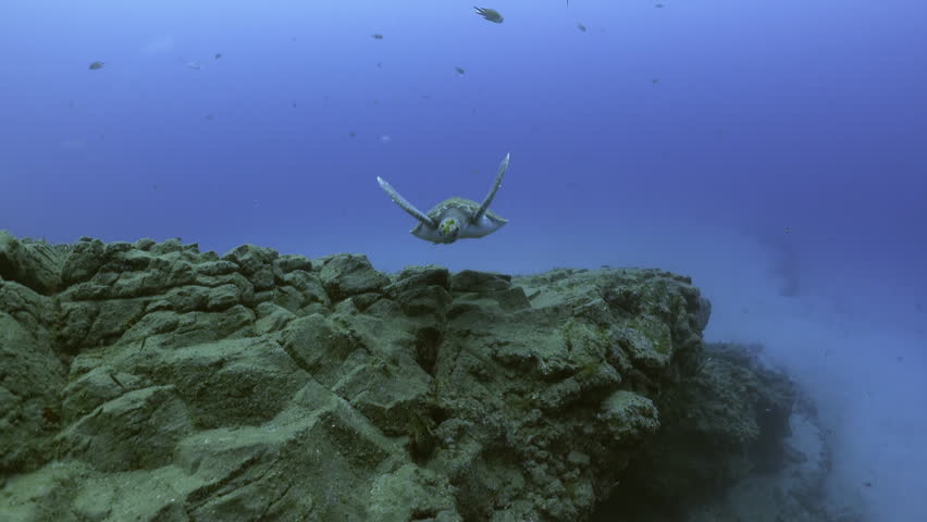 A Sea turtle underwater. Turtle swimms in clear blue water. Close-up.