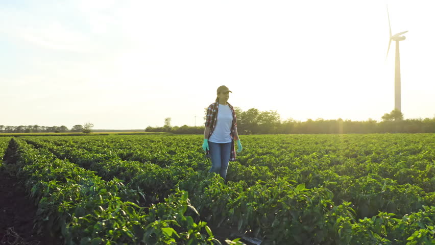 Beds planted between wind turbines, green energy. farmer woman walking between the beds pepper crop in the field at sunset. farmer works in lifestyle a field with plants at sunset. 360 degree panorama Royalty-Free Stock Footage #1106832797
