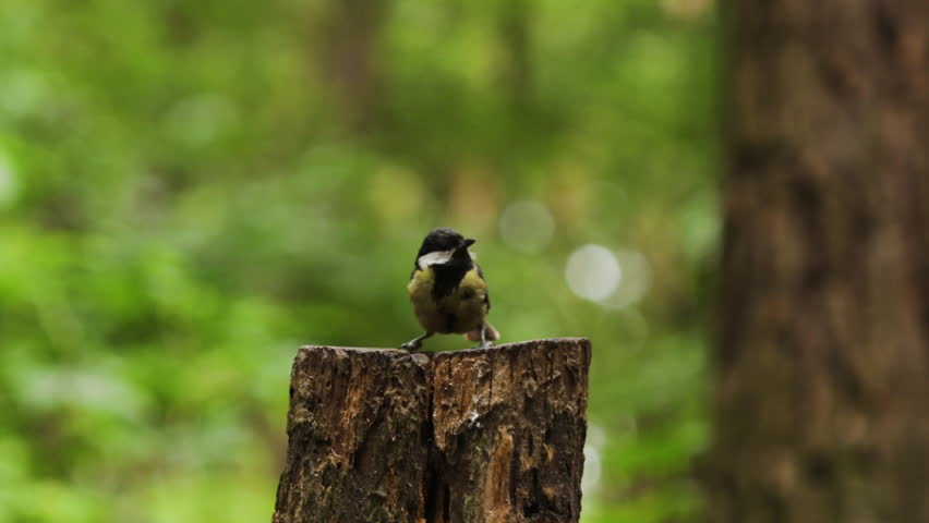 Funny tit birds eat food on a stump. Bird, small, ornithology, fauna, watching birds, wild life, nature, forest | Shutterstock HD Video #1106843005
