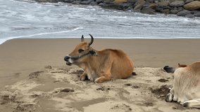 Video of cows on Padang beach relaxing while local boats sail in the background.