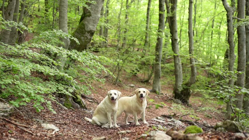 two dogs in the green forest. Happy labrador retriever in nature. Pet on a walk Royalty-Free Stock Footage #1106847007