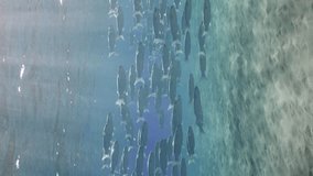 Vertical video, Large shoal of Mullet fish floats in blue water between sandy bottom and surface sparkling in sun glare on sunny day with bright sun rays, slow motion.