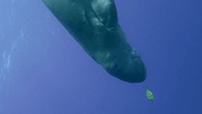 Vertical video, Close-up of Sea Cow or Dugong (Dugong dugon) swimming down in blue water to seabed and eating green algae on seagrass meadow, slow motion