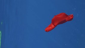 Vertical video, Red Sea Slug swims in blue sea under water surface in sunrays. Spanish Dancer Nudibranch (Hexabranchus sanguineus) floats under surface of water on sun rays, Close up, Slow motion