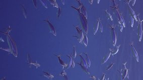 Vertical video, Shoal of blue Fusilier feeding on plankton in evening time, slow motion. school of Lunar Fusilier (Caesio lunaris) swim in blue water column and feeds on zooplankton at sunset