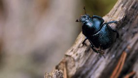 A black dung beetle crawls up a tree and an ant attacks it. Videos.