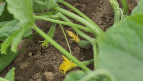 Field cucumbers grow in the garden, cucumbers have yellow flowers and small green cucumbers. Soft selective focus. Videos.