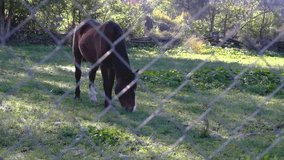 Brown adult horse grazing green grass seen through a barbed wire fence