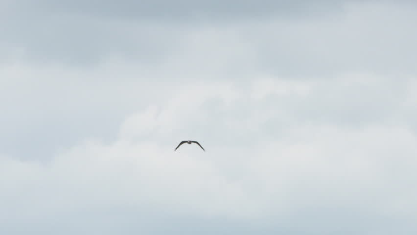 Osprey fish hawk dives to catch fish from lake water flying away slow motion