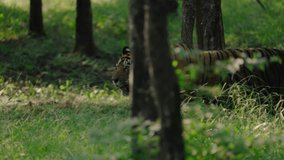 A beautiful bengal tiger walking in the meadows of a central Indian forest in slow motion