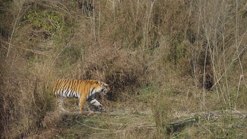 A beautiful bengal tiger crossing a water body and marking her territory

 Royalty-Free Stock Footage #1106850757