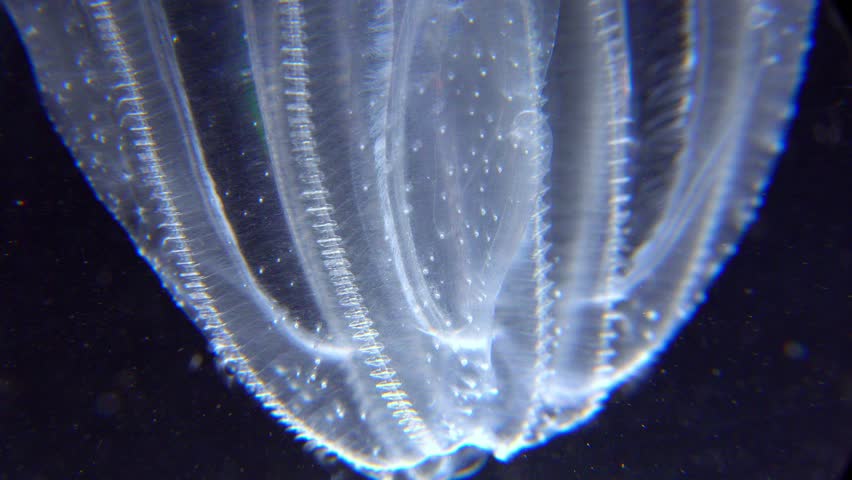 Invasive jellyfish ctenophora (Mnemiopsis leidyi), Black Sea Royalty-Free Stock Footage #1106851359