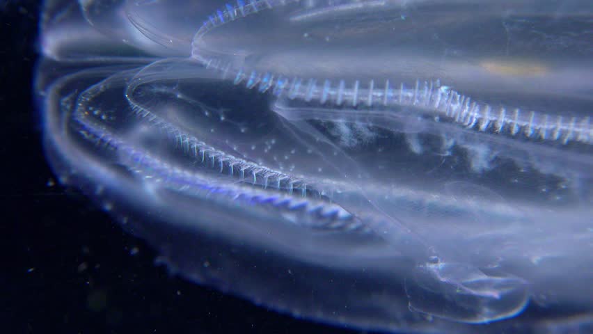 Invasive jellyfish ctenophora (Mnemiopsis leidyi), Black Sea Royalty-Free Stock Footage #1106851361