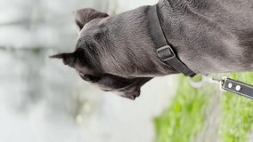 Dog breed Cane Corso before the rain. vertical video.