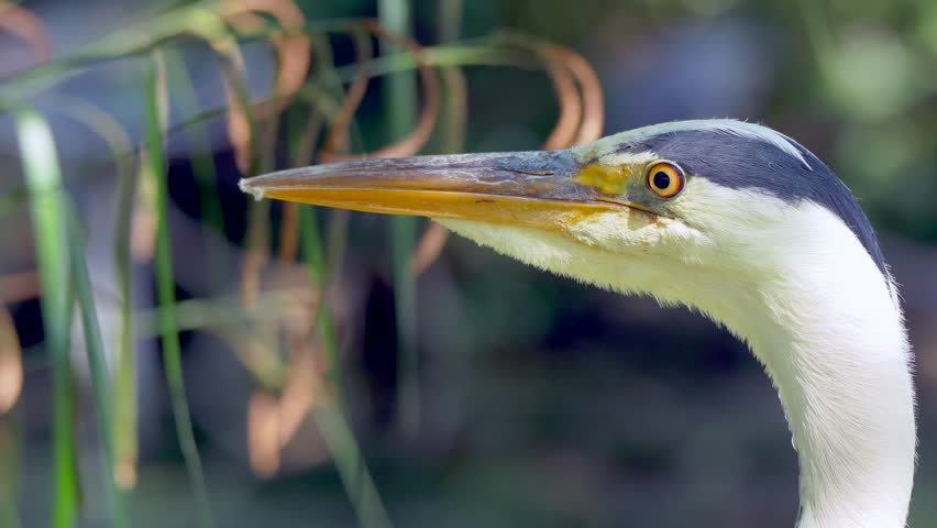 Macro shot showing head of Grey Heron Bird with orangen eyes and beak in nature - Waving plants in background - portrait close up