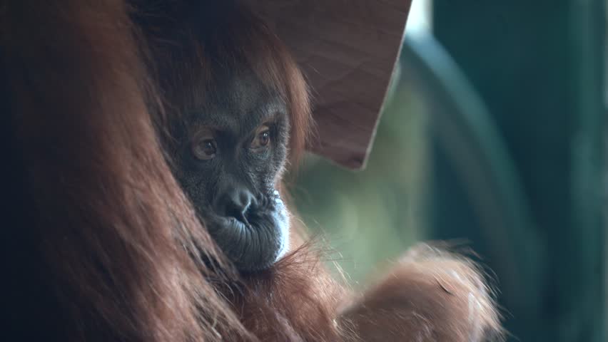 Sumatran orangutan is one of the three species of orangutans. Critically endangered, and found only in the north of the Indonesian island of Sumatra, it is rarer than the Bornean orangutan  Royalty-Free Stock Footage #1106855475