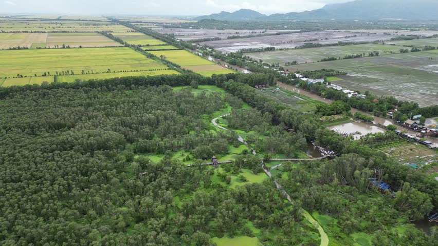 Tra Su Melaleuca forest is the name of a forest with many Melaleuca trees located near Tra Su mountain area of ​​Tinh Bien district, An Giang.
