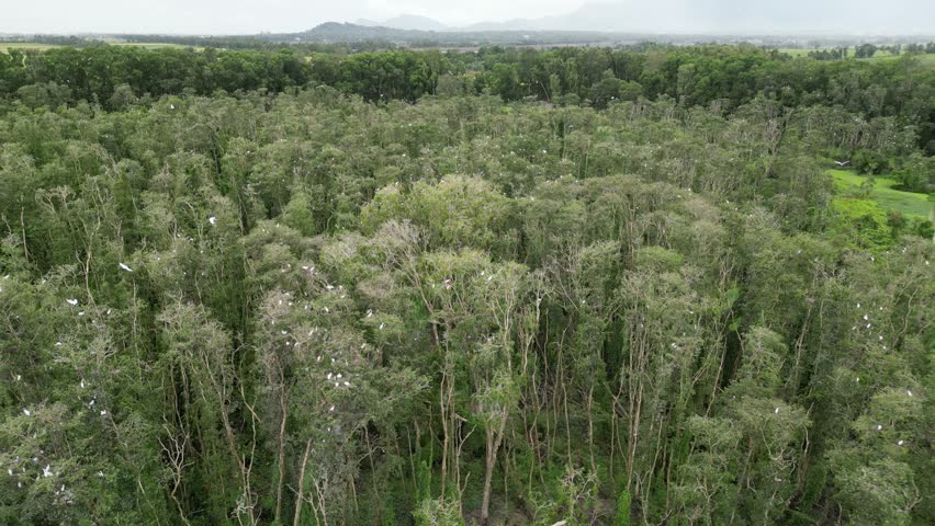 Tra Su Melaleuca forest is the name of a forest with many Melaleuca trees located near Tra Su mountain area of ​​Tinh Bien district, An Giang.