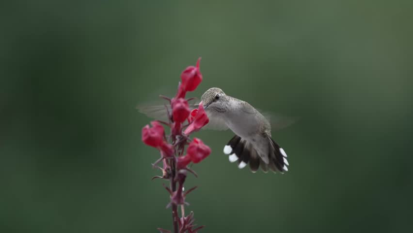 Broad-tailed Hummingbird Drinking Nectar From Flowers 4k Slow Motion | Shutterstock HD Video #1106858285