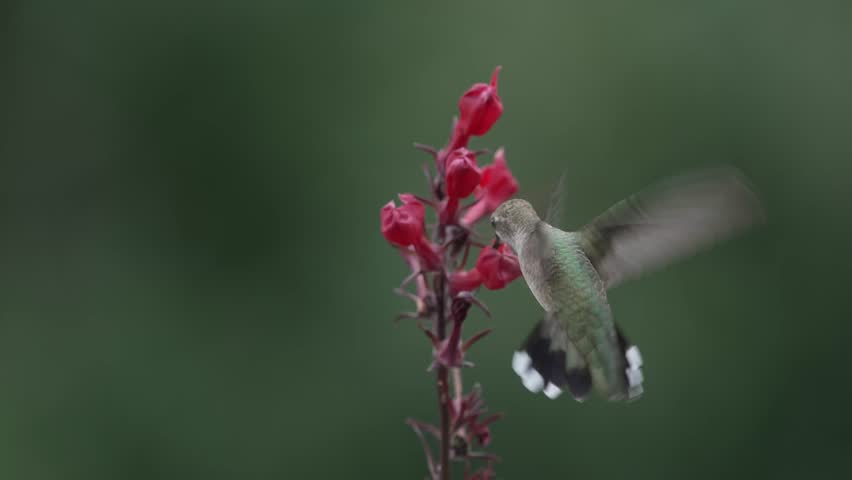 Broad-tailed Hummingbird Drinking Nectar From Flowers 4k Slow Motion | Shutterstock HD Video #1106858289