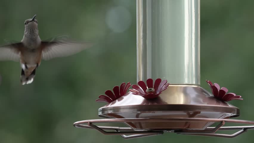 Broad-tailed Hummingbird Drinking from feeder 4k Slow Motion | Shutterstock HD Video #1106858297